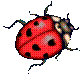 ladybird