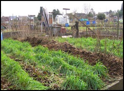 manure